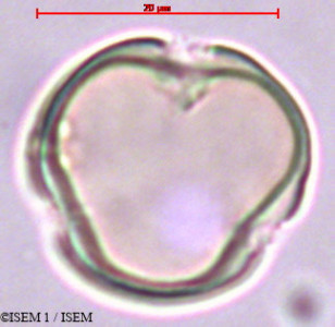 Holboellia coriacea - lame n° 29363